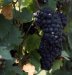 Pinot Meunier (Mlynářka)